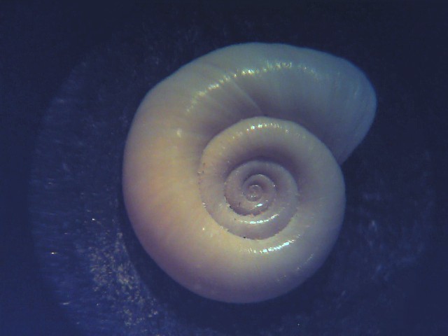 Planorbis philippianus ?
